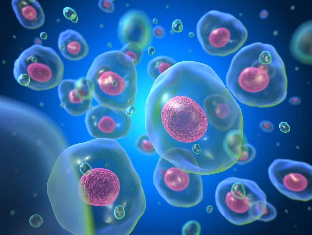 FIX&PERM?細(xì)胞固定/透化試劑，助力血液惡性腫瘤研究