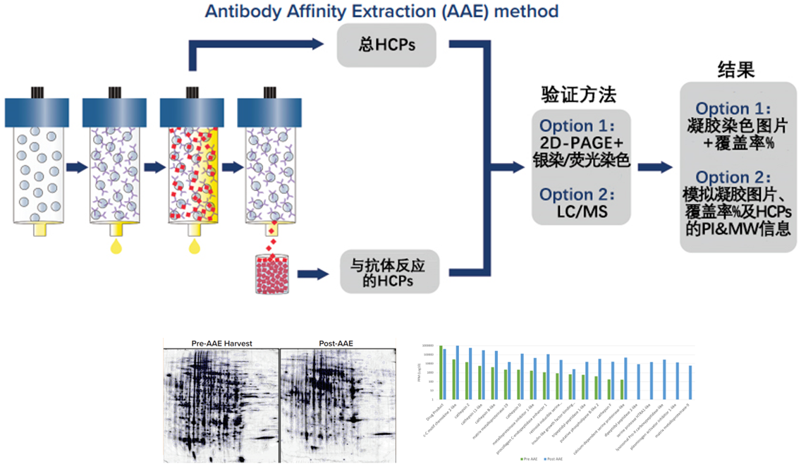 抗體親和提取(AAE?):革新宿主細胞蛋白(HCPs)分析的新篇章 抗體親和提取(AAE?):革新宿主細胞蛋白(HCPs)分析的新篇章