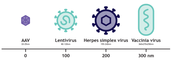 基于新型納米纖維的LentiHERO在LVV和HSV純化工藝中的應(yīng)用 基于新型納米纖維的LentiHERO在LVV和HSV純化工藝中的應(yīng)用